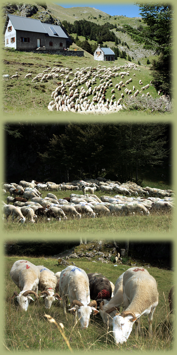 Le berger, les brebis et le patou - Estive de Larreix - Massif de Cagire - 31