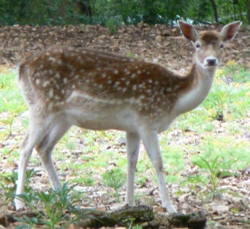 Le Parc Animalier de Gramat est géré par l'Association pour l'Étude et la Protection de la Faune et de la Flore du Causse, association Loi 1901, créée en 1976. Il a ouvert ses portes en 1979, depuis il met en avant cet espace naturel particulier. Toute l’année, venez découvrir plus de 150 espèces d’animaux sauvages et domestiques des pays européens. Vous pourrez observer loups, ours, lynx, loutres, bisons, de nombreux cervidés… ainsi qu’un conservatoire de races domestiques de plus en plus rares. Si vous souhaitez visiter ce parc comptez une petite journée car c'est un parc très grand abritant un grand nombre d'espèces.