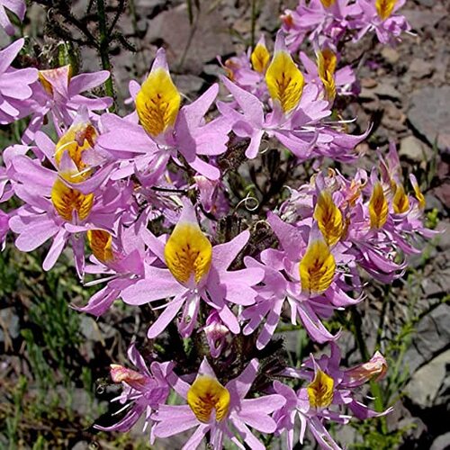 Fleurs cultivées : Schizanthus