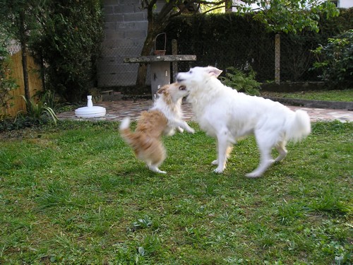 Titi et Grosminet côté chiens