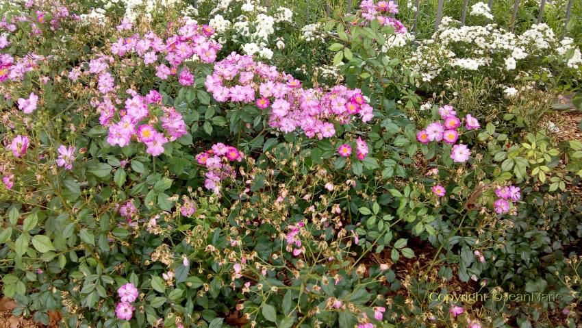 des plantes magnifiques dans mon jardin
