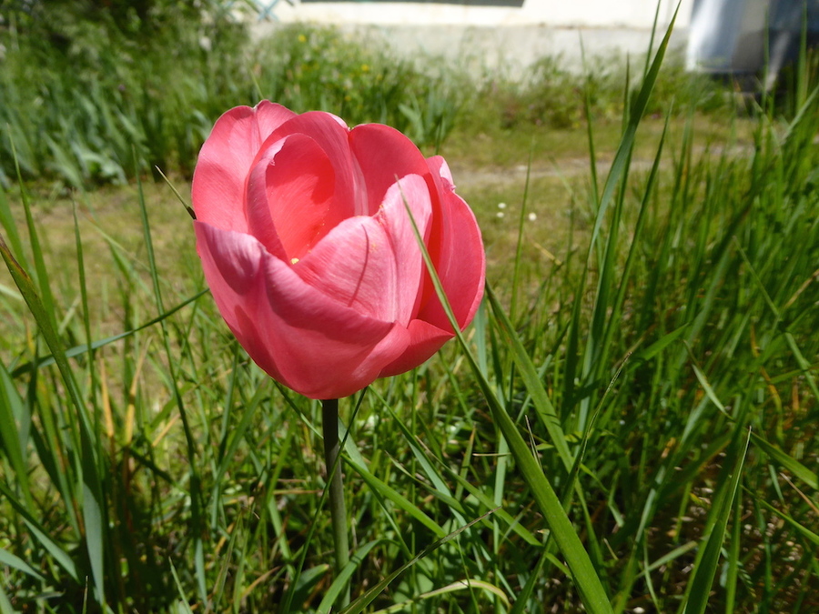 Notre jardin à contre temps début mai!