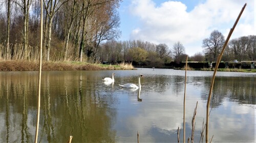 Bergues-bois des forts 19/03/19 : les photos