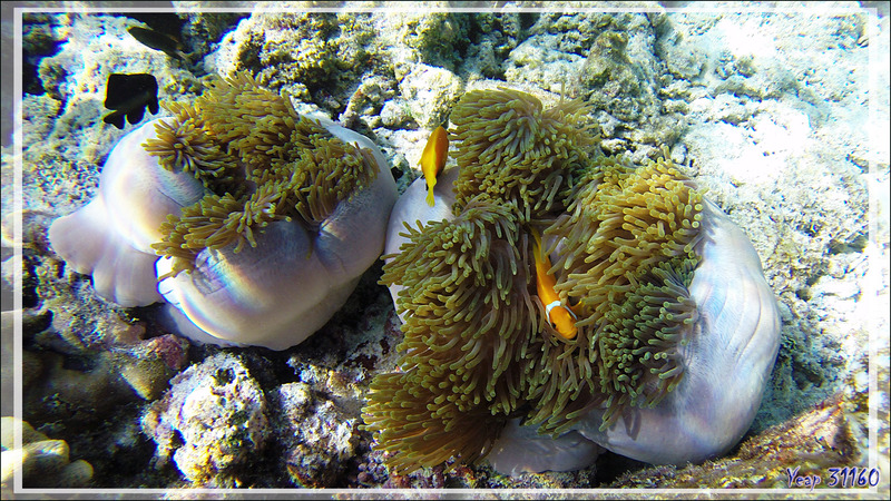 Poissons-clowns des Maldives, Maldives anemonefish (Amphiprion nigripes) et Anémones magnifiques - Snorkeling à Thudufushi - Atoll d'Ari - Maldives