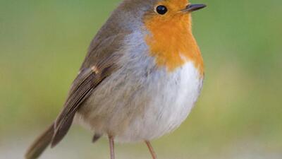 RÃ©sultat de recherche d'images pour "oiseaux"