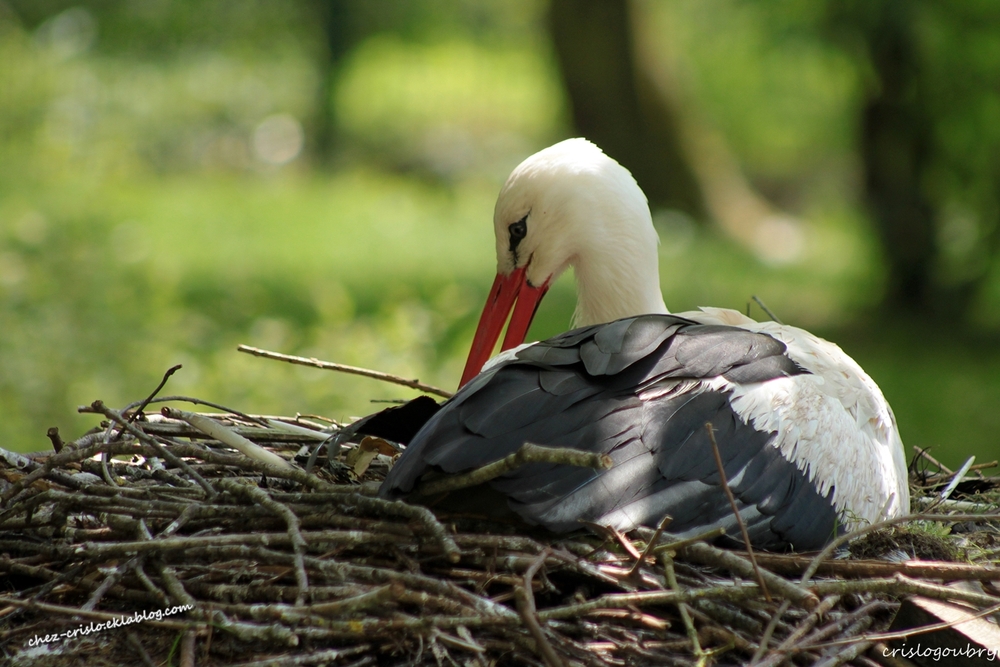 madame la cigogne