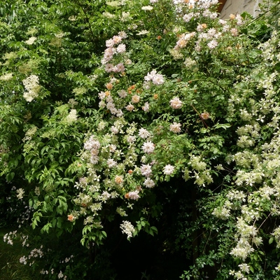 De mai à juin, les roses entre autres choses : Jenny Keay et Phillys Bide...
