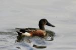 Oiseaux