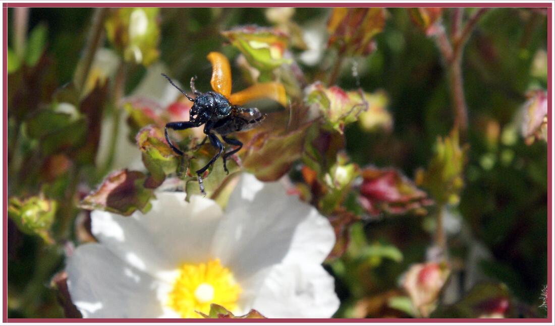 Un insecte curieux !