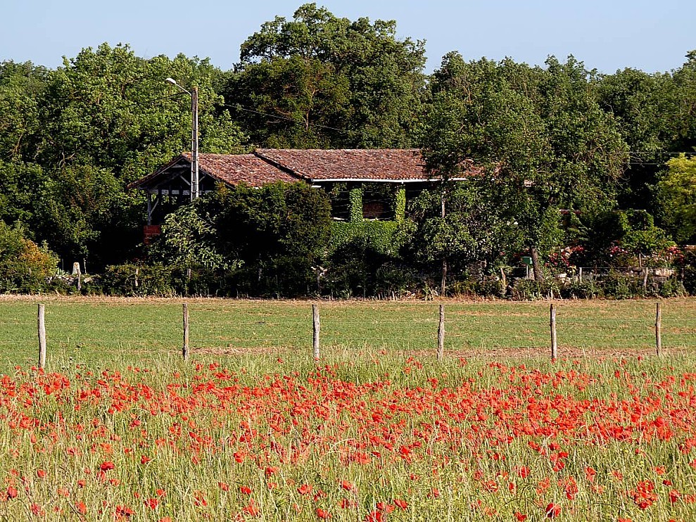 Coquelicots-en-campagne-01.jpg