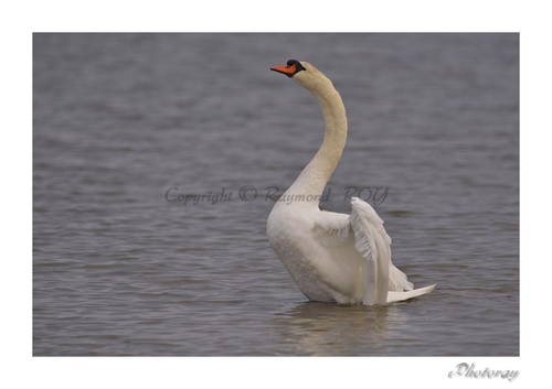 Cygne tuberculé