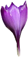 Tubes Fleurs - Divers