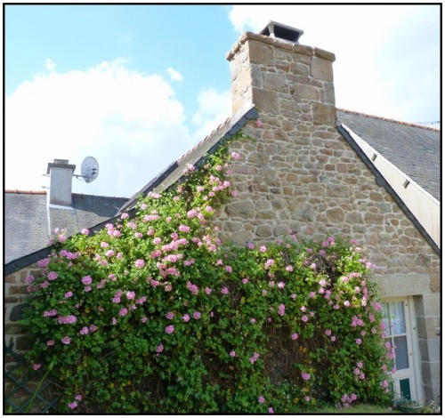 Bréhat ,l' ile des fleurs et des rochers roses