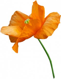 Tube fleur, tube coquelicot