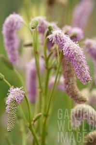 JMA3093_SANGUISORBA_PINK_BRUSHES.jpg