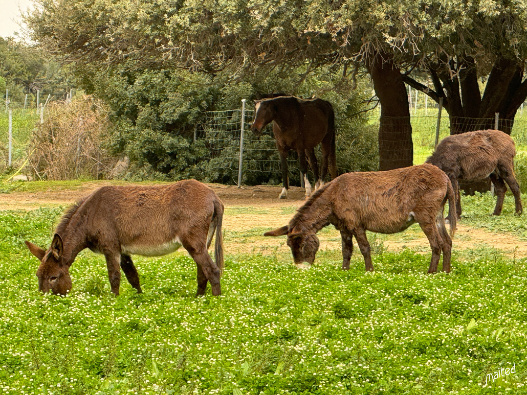 Les ânes de Belgodere