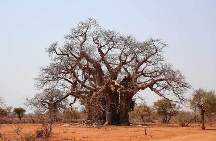 baobab africain