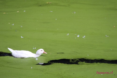 les animaux du parc de la boverie