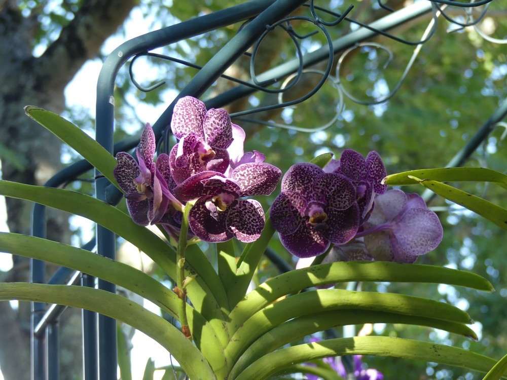 D'autres vandas en fleurs...