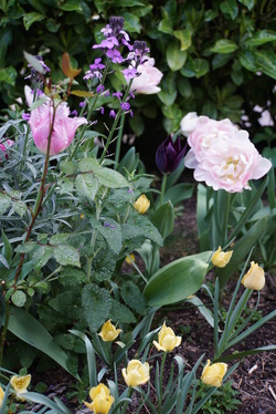 Un massif de tulipes à ma façon