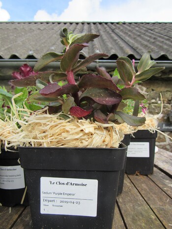 Sedum 'Purple Emperor'