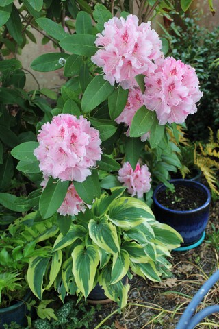 rhododendron 'Albert Schweitzer'