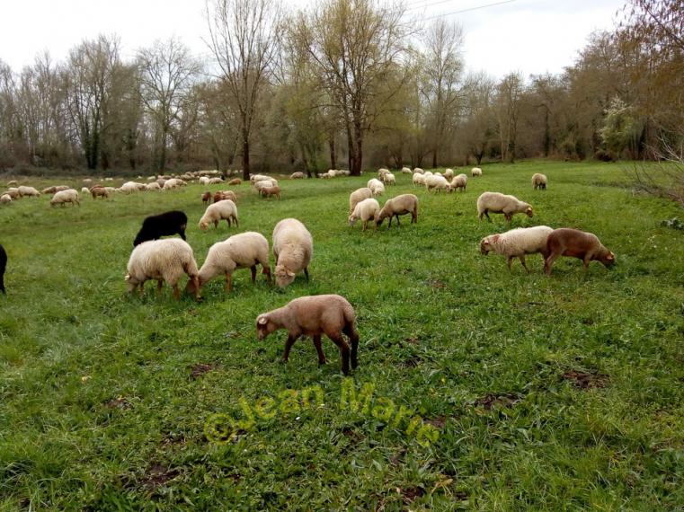 des Moutons a Sanches (Preignac) Gironde