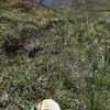 Non je ne suis pas sur un terrain de golf, c'est une Vesse-de-loup (Lycoperdon)