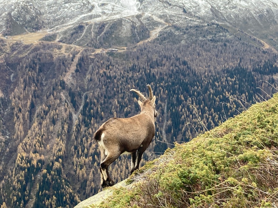 Les bouquetins des aiguilles rouges, 2/2