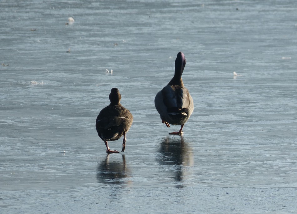 Patinage artistique ...