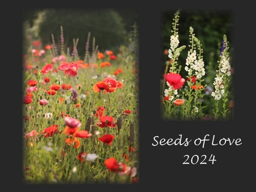Seeds of Love 2024