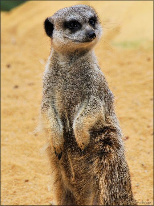 Photo de Suricate du Zoo de Pessac (Gironde)