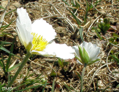 Ranunculus pyrenaeus - renoncule des Pyrénées