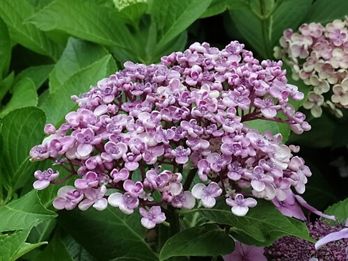 Une visite au jardin "Les Hydrangéas"