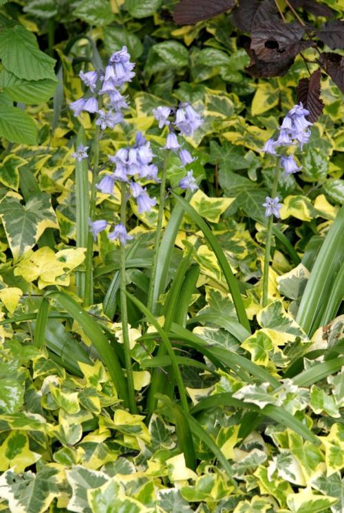 Fleurs cultivées : Jacinthe