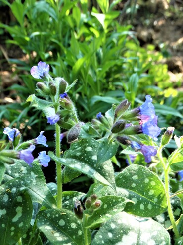 Avril au jardin: Que du bonheur!