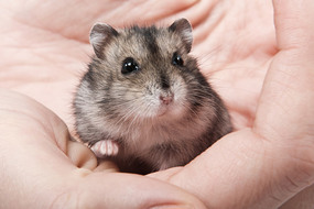 Hamster Russe : Lolo