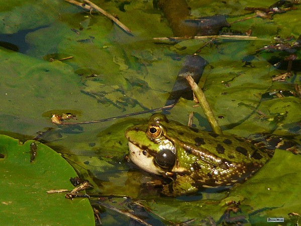 2012-05 grenouille chanteuse (2)