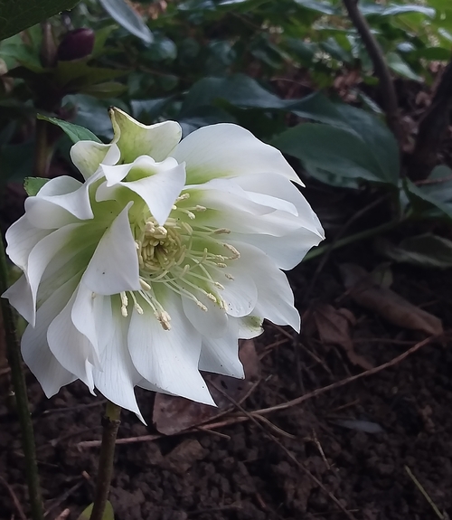 Janvier mois du blanc  