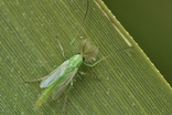 Diptera nematocera