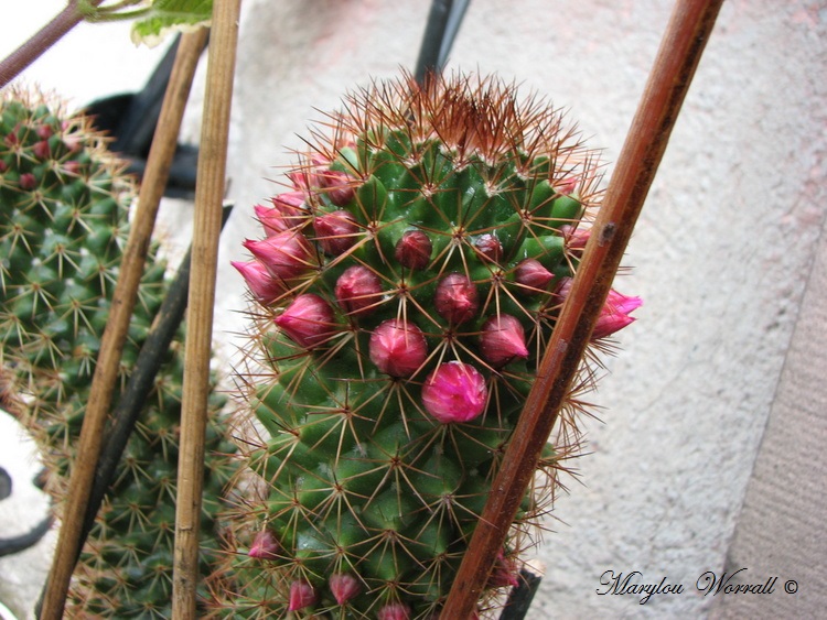 Mon vieux cactus fleurit