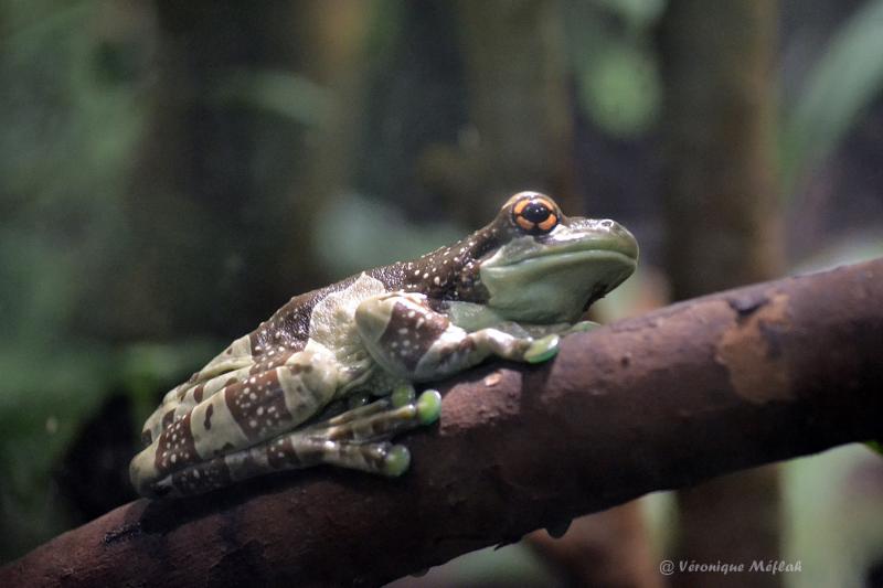 Ménagerie du Jardin des Plantes : Le Vivarium : Rainette Kunawalu