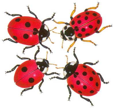 Dessins Coccinelles