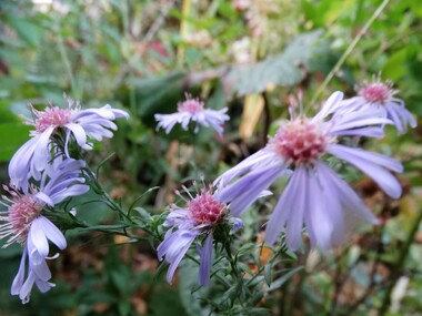 Automne étoilé (2)