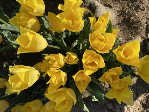 Champs de tulipes à La Brillanne