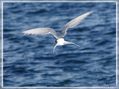 Quelques oiseaux de l'île Ytre Norskoya - Svalbard - Norvège