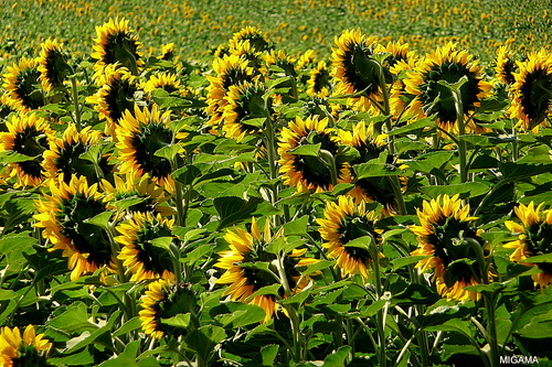 Les tournesol du Gers ...