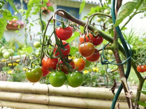tomates cerises 2012