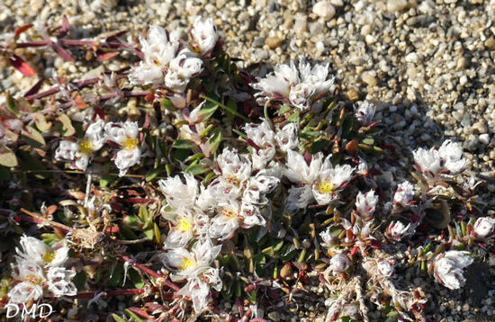 Paronychia argentea  *  paronyque argentée