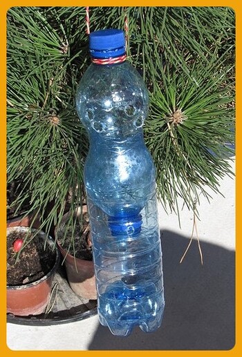 Pièges à FRELONS à partir de bouteilles vides d’eau gazéifiée.